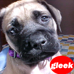 gleek puppy