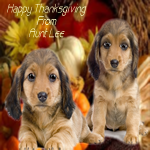 thanksgivingpuppies