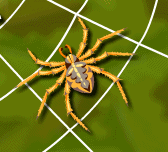 spiderweb game