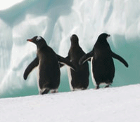read about penguins